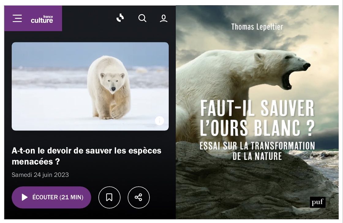 2023-france-culture-ours-blanc